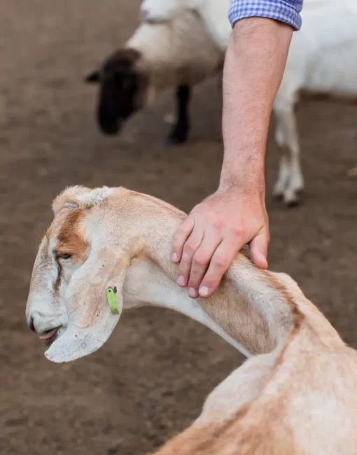 close-up-man-petting-goat