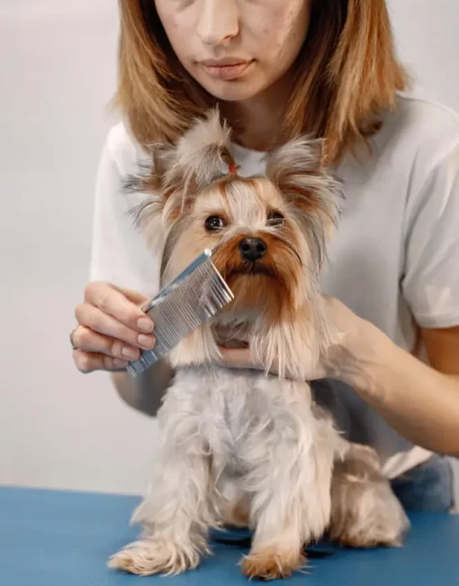 yorkshire-terrier-getting-procedure-groomer-salon-young-woman-white-tshirt-combing-little-dog-yorkshire-terrier-puppy-blue-table