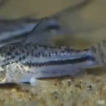 Blackstripe Corydoras