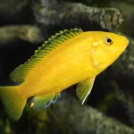 Cichlid