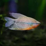 GOURAMI PEARL