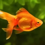 Gold Fish