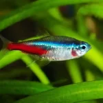 Neon Tetra