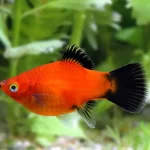 Platy fish