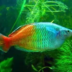 Rainbowfish