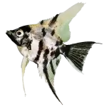 Angelfish