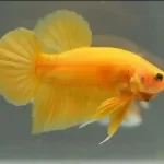 Betta Fish