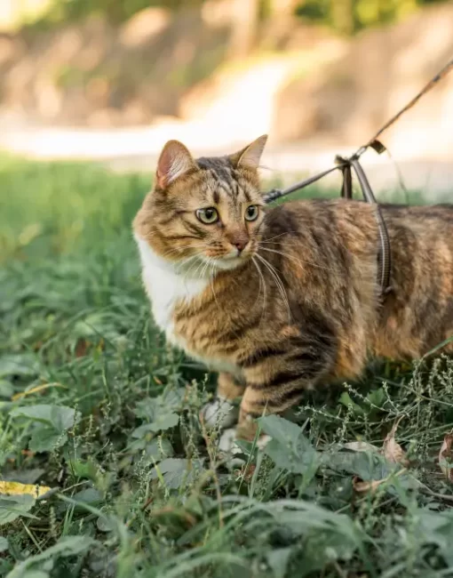 brown-tabby-cat-with-collar-standing-garden