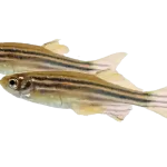 Danio