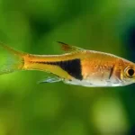 Harlequin-rasbora