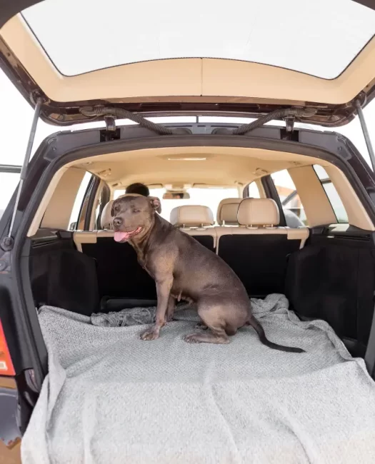 smiley-dog-staying-peaceful-car-trunk