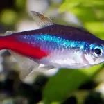 Tetras fish