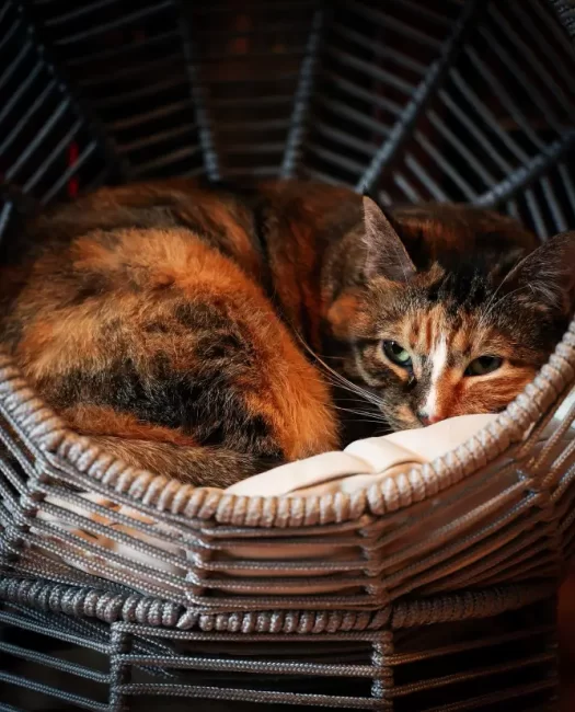 vertical-closeup-beautiful-cat-resting-her