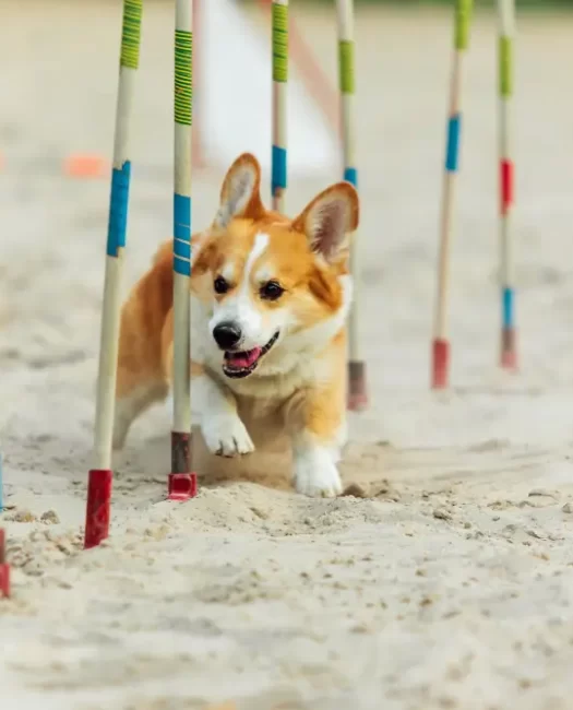 welsh-corgi-dog-performing-during-show-competition