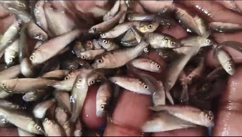 WhatsApp Video 2025-02-17 at 4.05.14 PM-0