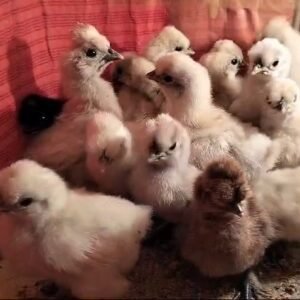 Silkie chick