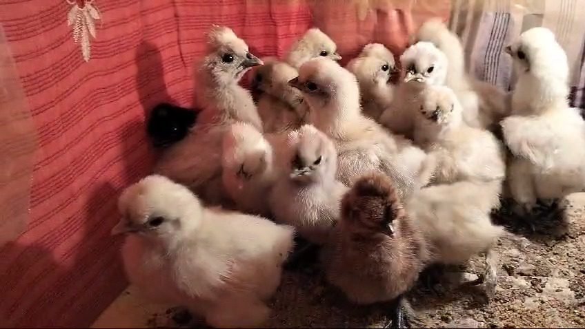 Silkie chick