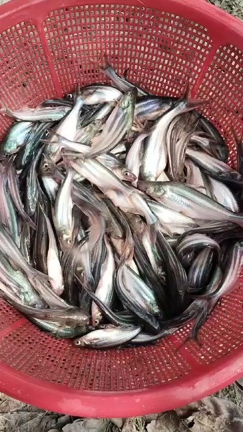 WhatsApp Video 2025-02-24 at 10.49.58 AM-0