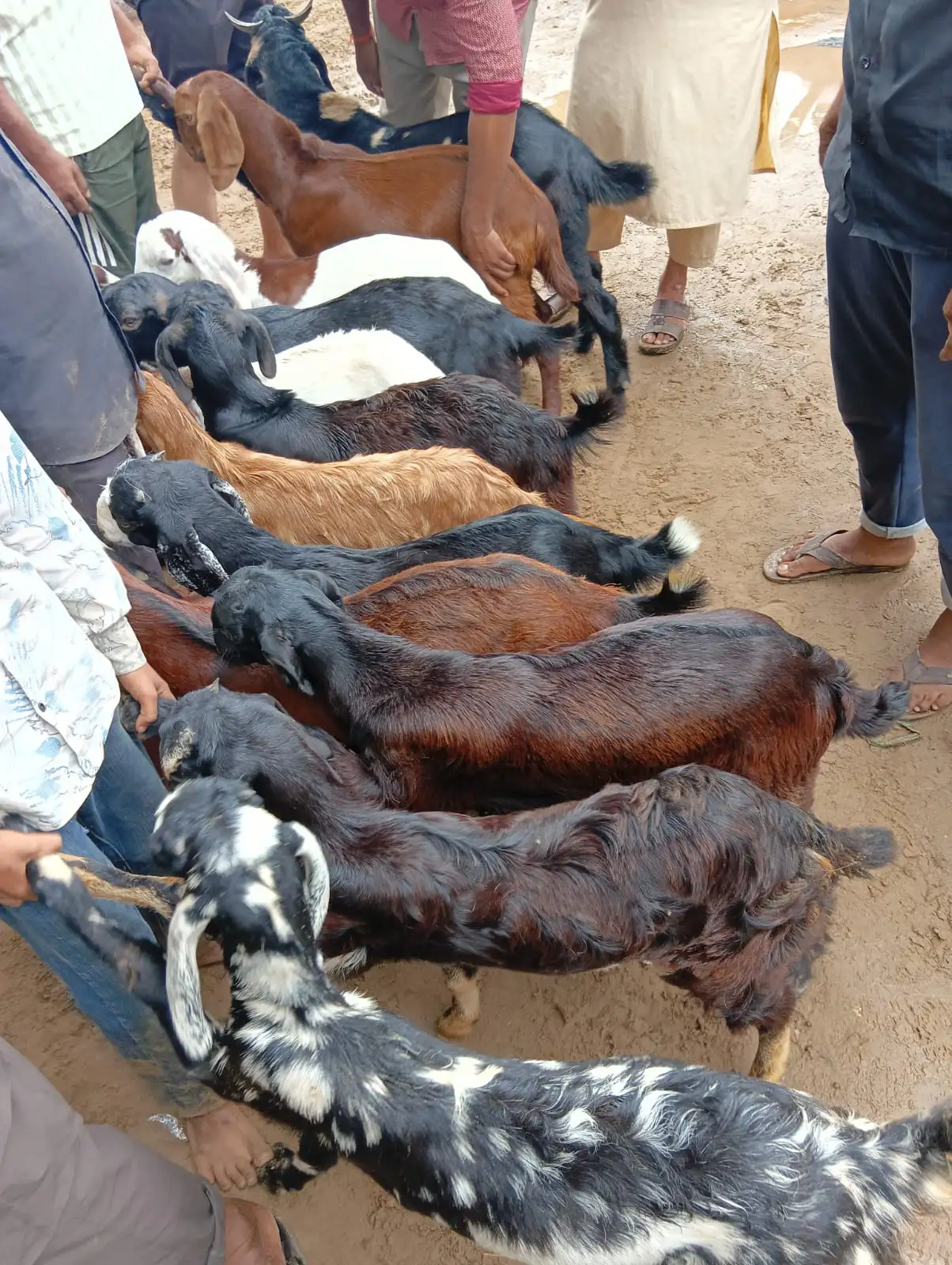 Ajmer Bakra Mandi 2025 में आज की बकरा कीमतें