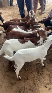 Sojat Bakra Ajmer Mandi 2025 – Live Goat Prices and Weight Details