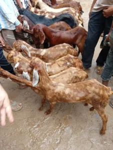 Ajmer Livestock Market 2025 – Verified Goat Sellers and Latest Rates