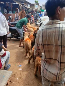 AnimStok Online Bakra Trading – Buy and Sell Goats from Ajmer Mandi 2025