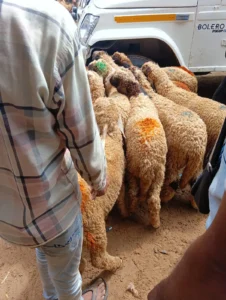 AnimStok Online Bakra & Sheep Trading – Buy, Sell & Connect Platform