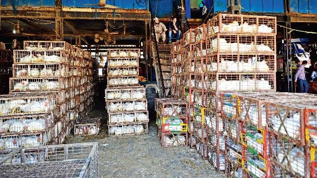 Ghazipur Murga Mandi Rate Today 2025