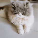 persian-cat