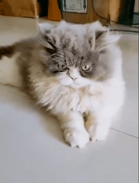 persian-cat