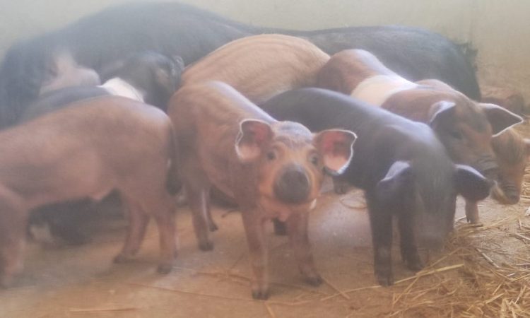 piglets-in-assam-750×450-1