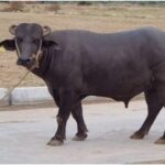 livestock-breeding-services-frozen-semen-dose-of-banni-buf-500×500-2