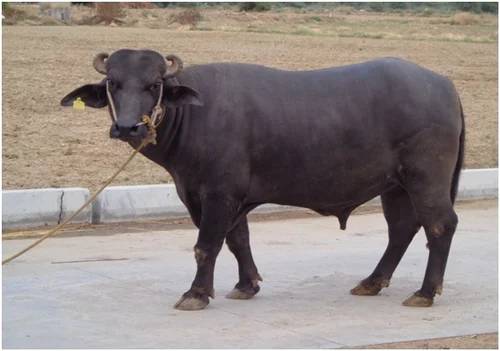 livestock-breeding-services-frozen-semen-dose-of-banni-buf-500×500-2