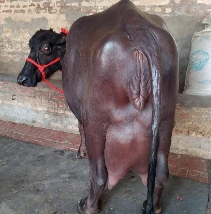 AshokBuffalo