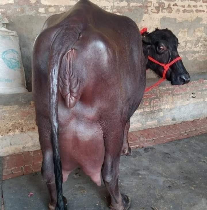 BuffaloAshok