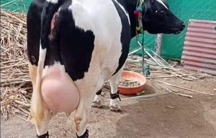 Holstein-Friesian