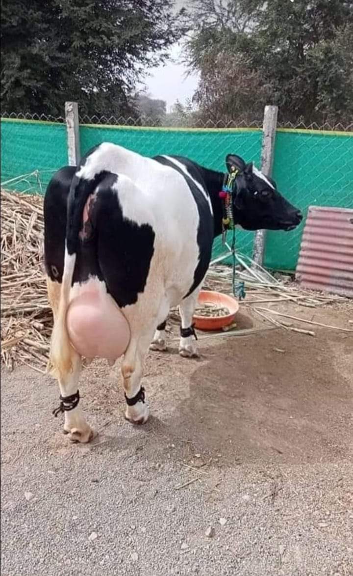 Holstein-Friesian