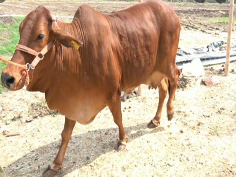 Sahiwal-cow-1