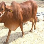 Sahiwal-cow