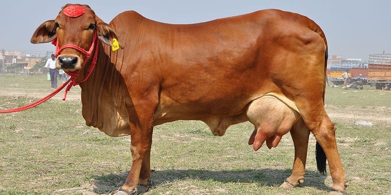 SahiwalCow