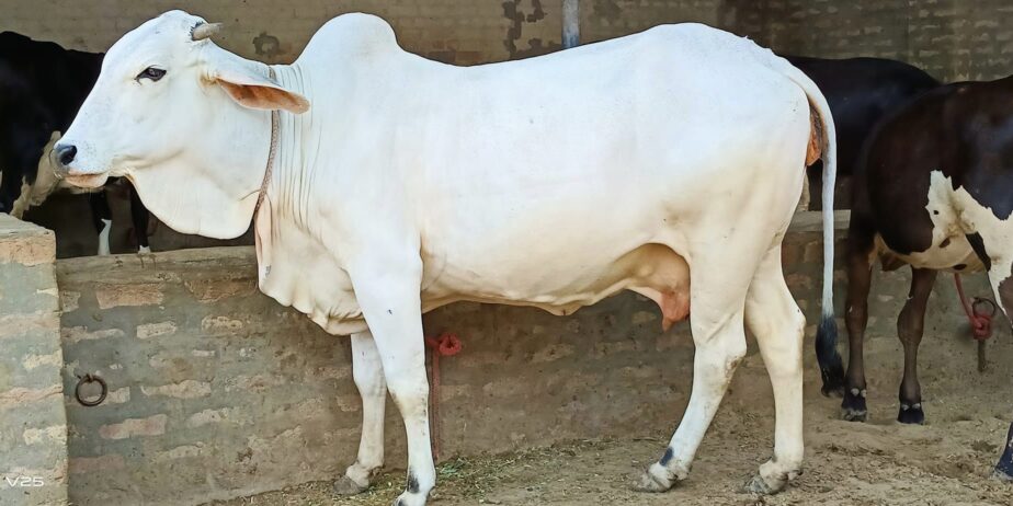 TharparkarCow