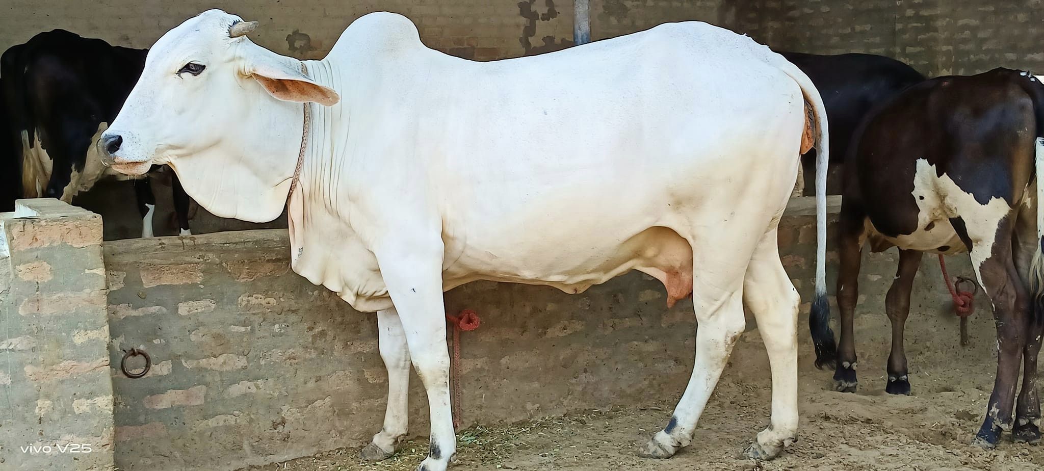 TharparkarCow