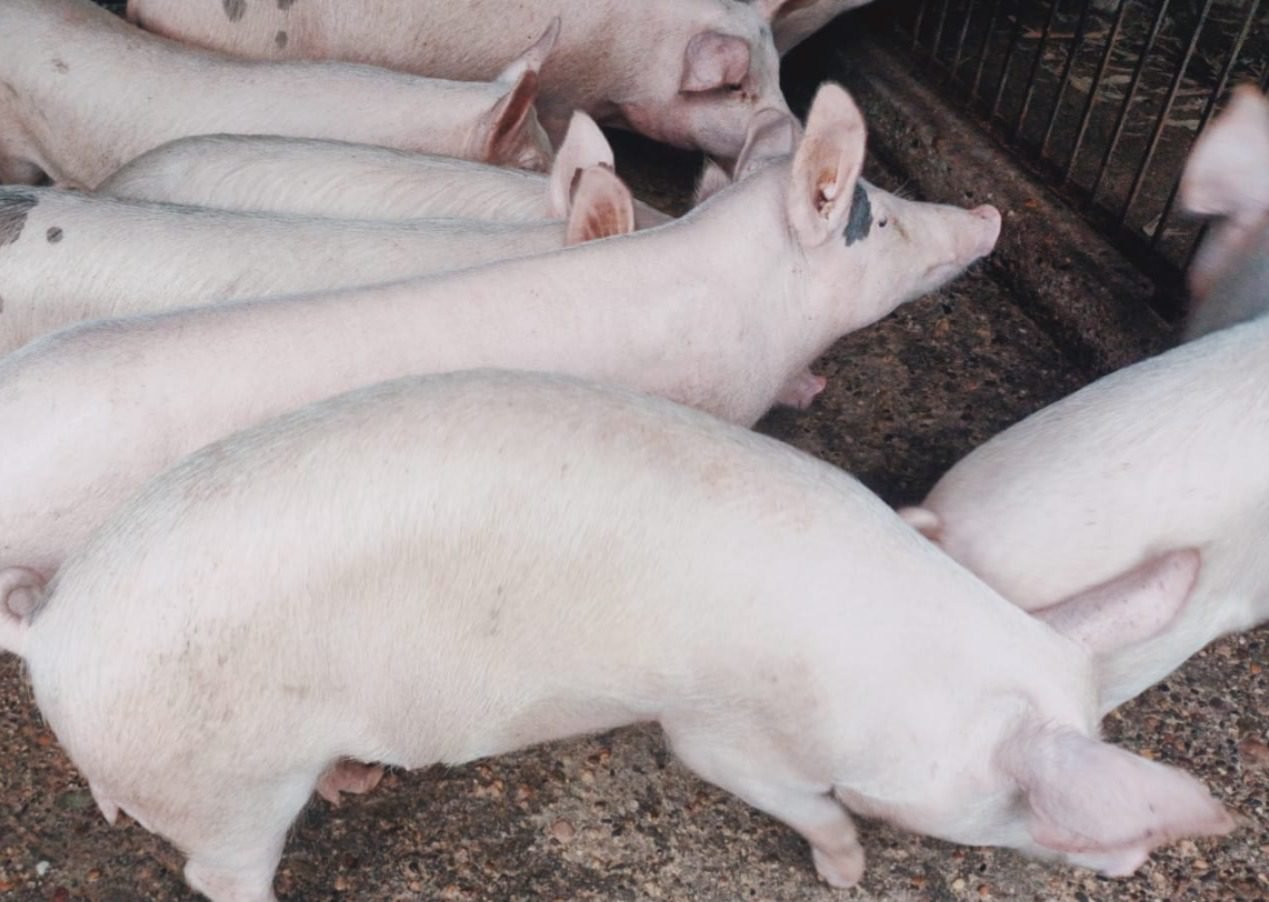 WhatsApp-Image-2024-06-25-at-1.22.25-PM