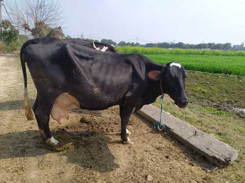 black-color-hf-cow-1