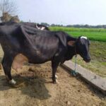 black-color-hf-cow