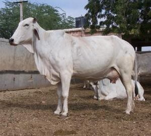 tharparkar_cow