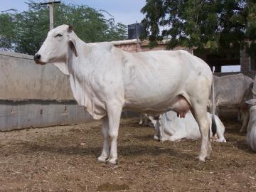 tharparkar_cow