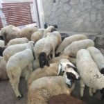 Mahaveersheep