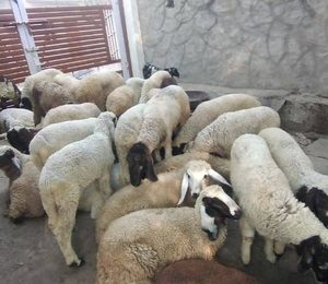 Mahaveersheep