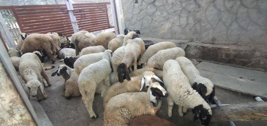 Mahaveersheep